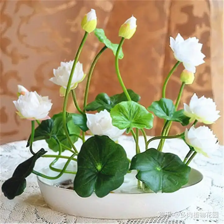在家种碗莲，学会这方法，省时省力，又容易开花(家养碗莲种植方法视频)