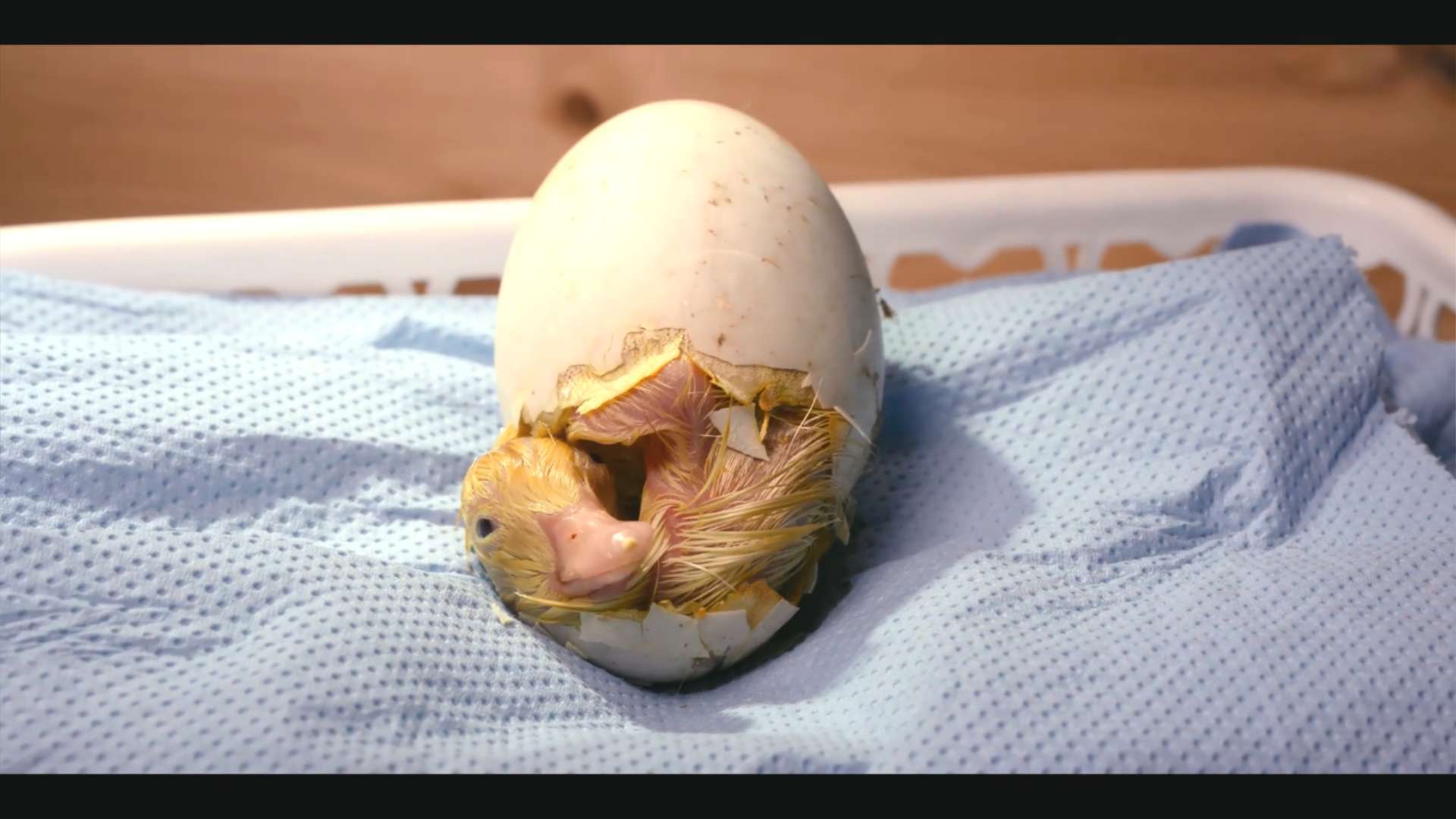 无所谓 的想法: 一枚晚破壳的鸭蛋,被丢弃在垃圾桶里,它… - 知乎