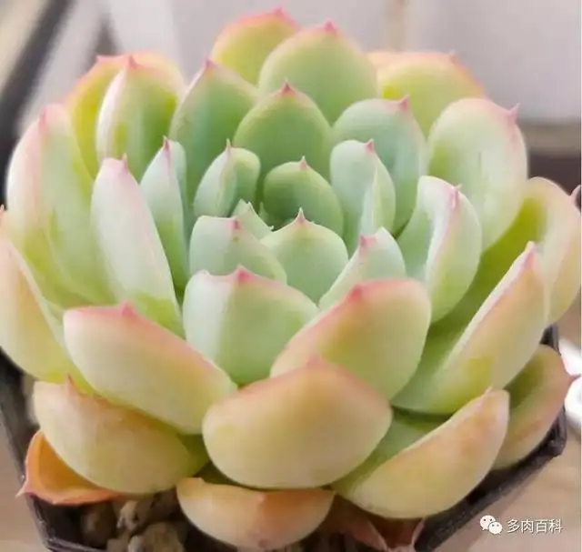 多肉植物 花月夜