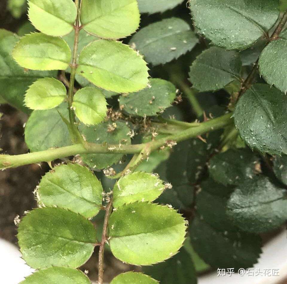 花盆里有虫子 提前撒上 1种 广谱药 病虫躲得远远的 知乎