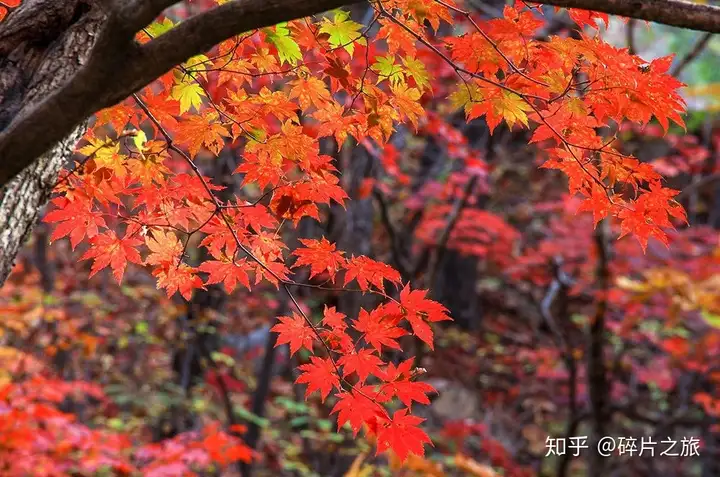 本溪最全住宿篇：原来观赏红叶后，住这里才是极致的享受！