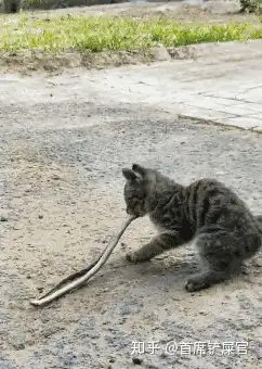 来自中国神秘的品种猫咪，狸花猫！”