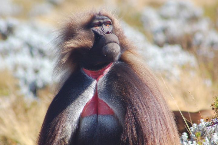 为什么灵长类动物中只有人类有长头发