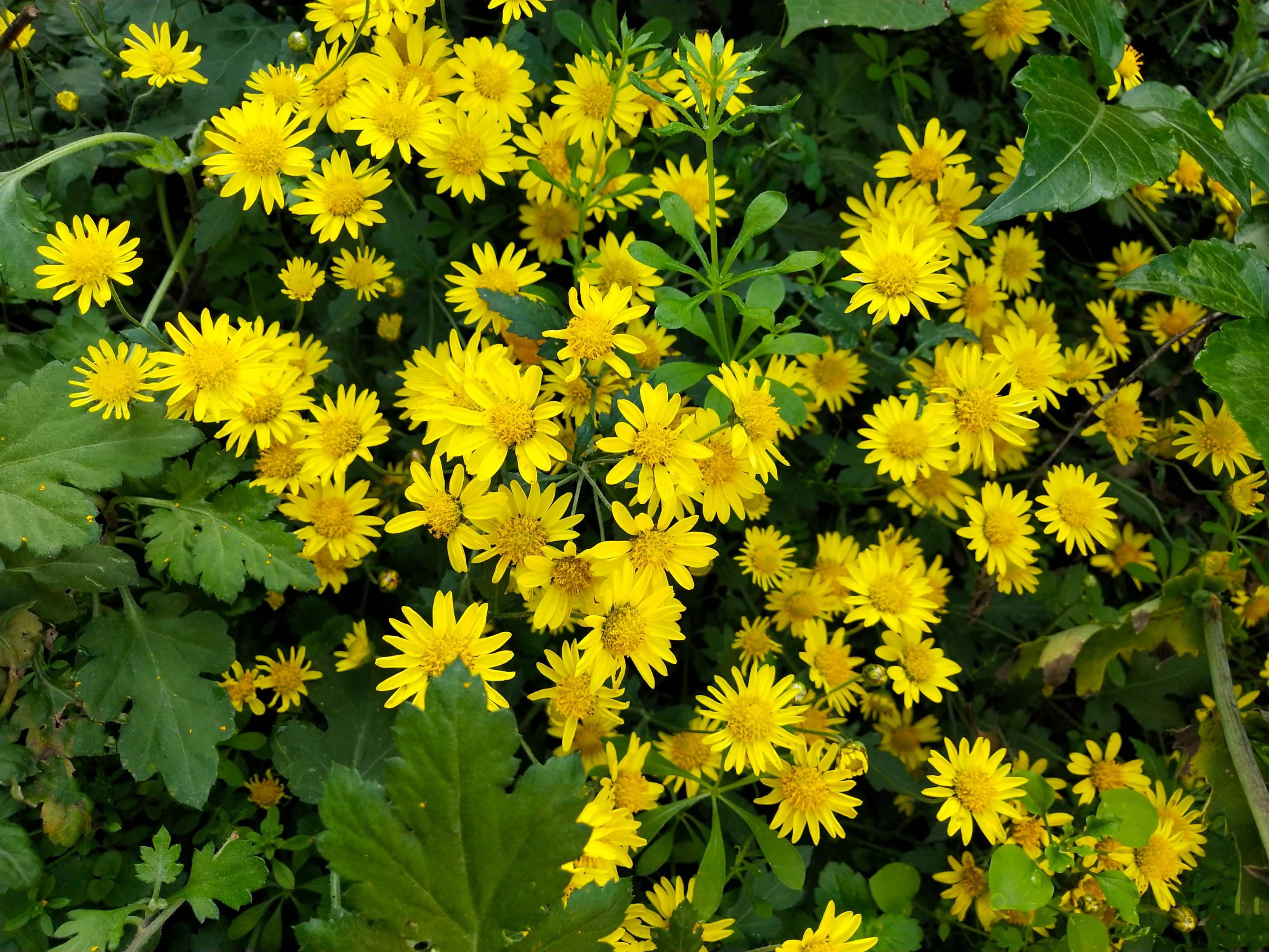秭归橙子和水果 的想法: 野菊花 秋天之花 金灿灿 漫山遍野 - 知乎