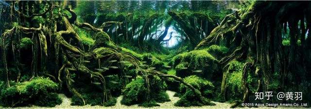 15年ada水草造景大赛 知乎