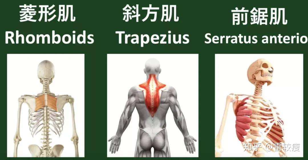 蝴蝶肩 翼状肩胛骨的简单纠正 知乎