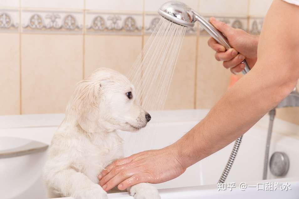 狗狗洗澡需要注意点什么 这些事情 你都知道吗 知乎