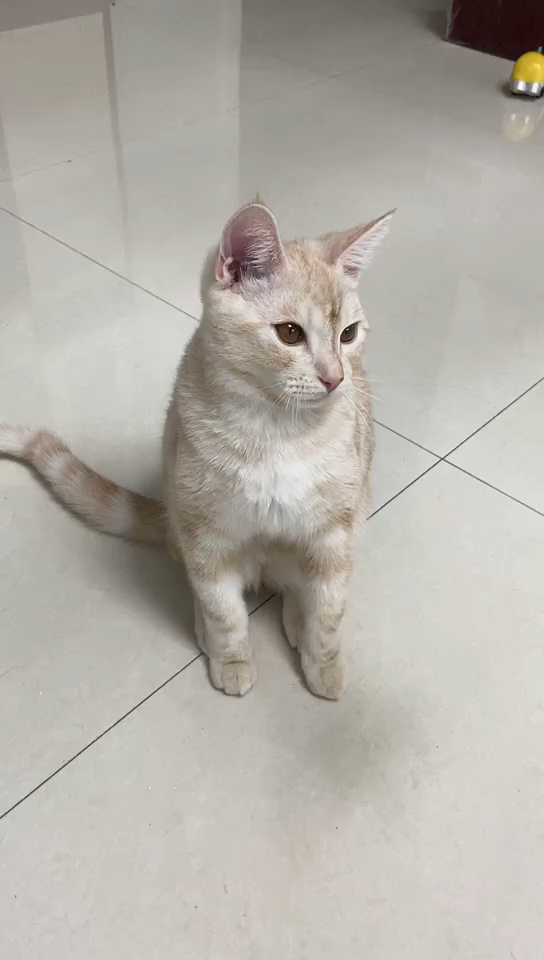 请问这是什么品种的猫猫?商家说是美短.