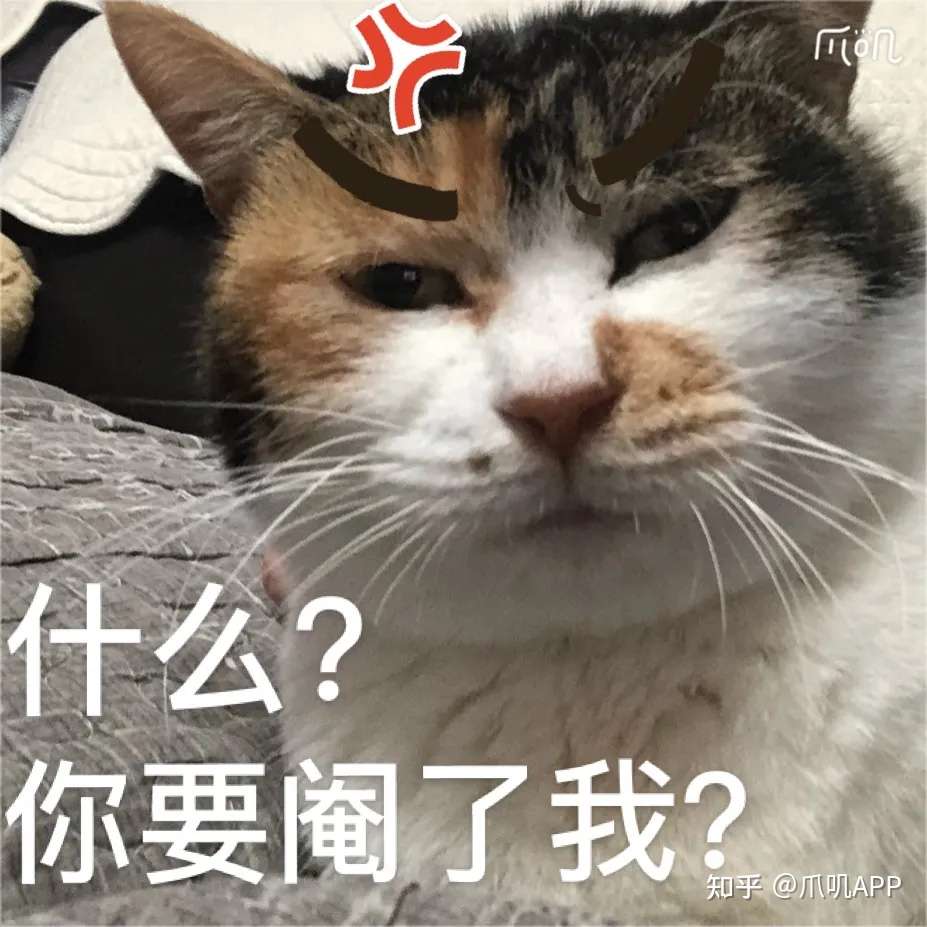 救命 小猫咪乱嚎乱叫 有办法解决吗 知乎