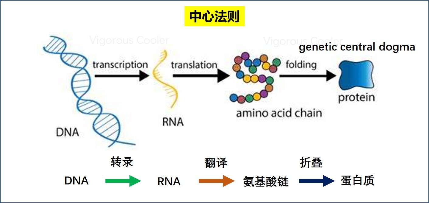 新闻里说港大的核酸疫苗是怎么回事 知乎