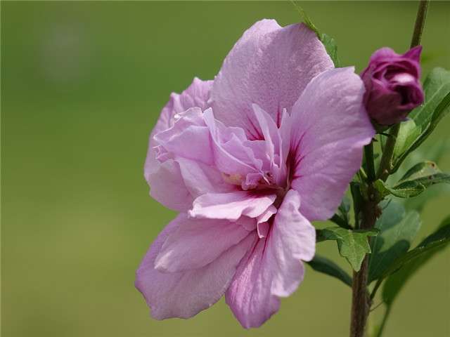 7月这10种正值花期的花 你最喜欢哪一种 知乎