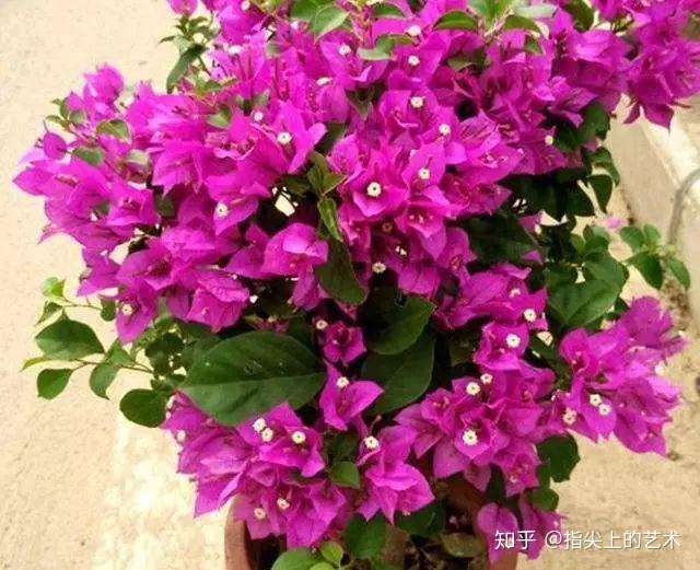 7种花 适合养家里 一年四季都能养 开花迷人 一盆养了年 知乎