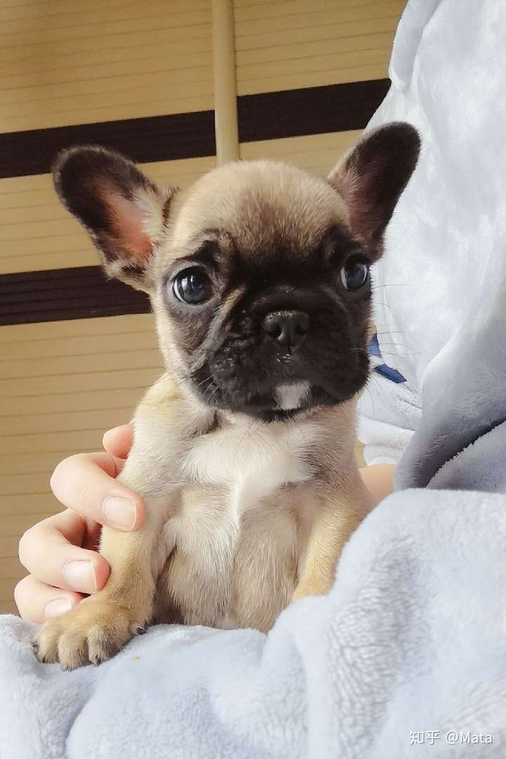 法斗小时候是真的萌,刚接回来几天会天天粘着你,要你抱.