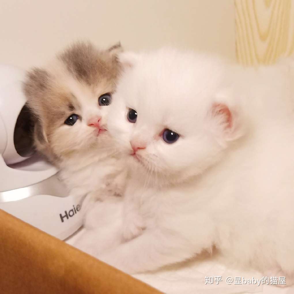 关于二胎 你为什么想养两只猫 知乎