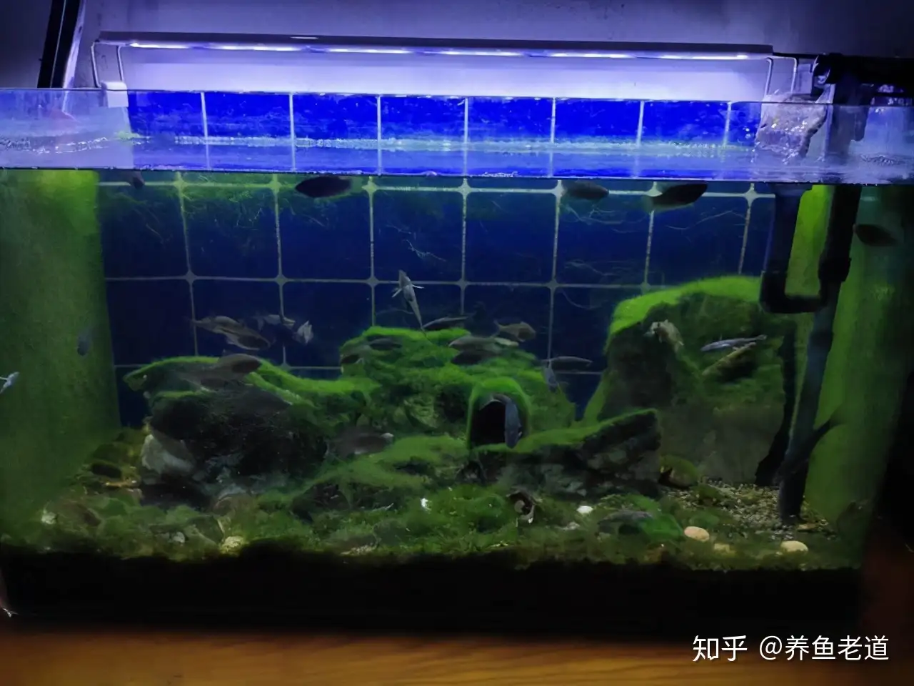 千万别羡慕他人鱼缸青苔 绿藻多漂亮 没有那个时间精力根本不行 知乎
