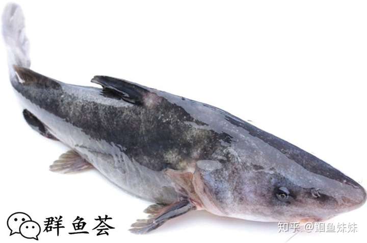 有哪些长得像是海水鱼(生物)其实是淡水鱼(生物)?