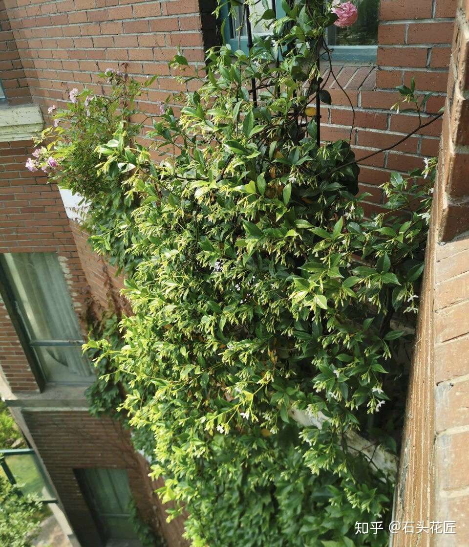 开花像 风车 的茉莉花 7月养护有4个 关键点 做对了长得旺 知乎