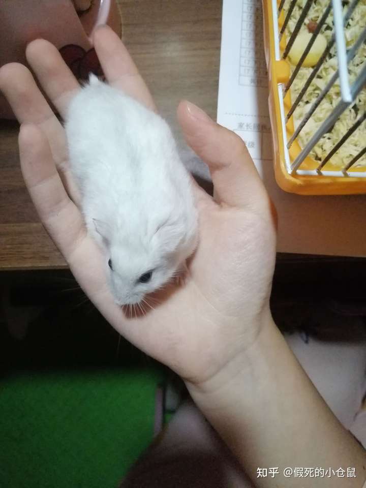 银狐仓鼠能长多大?