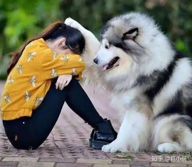 终极选狗手册 大小型犬 公母犬 成犬幼犬 纯种混种怎么挑 知乎