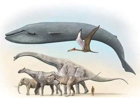 包括过去恐龙在内，地球历史上最大的动物”蓝鲸”插图6