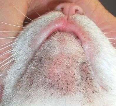 猫咪的黑下巴怎么洗掉?