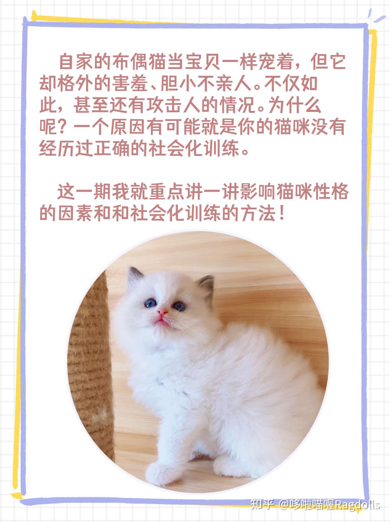 想要猫咪性格好 社会化训练不可少！ - 知乎