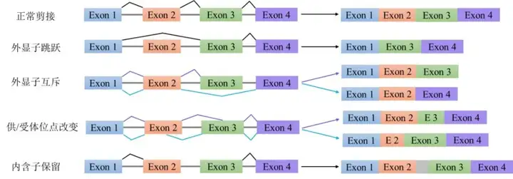 《Minigene实验——RNA剪接事件检测利器》