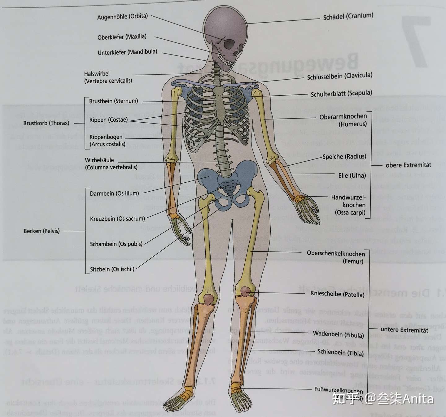 护理解剖知识点 中德对照 知乎