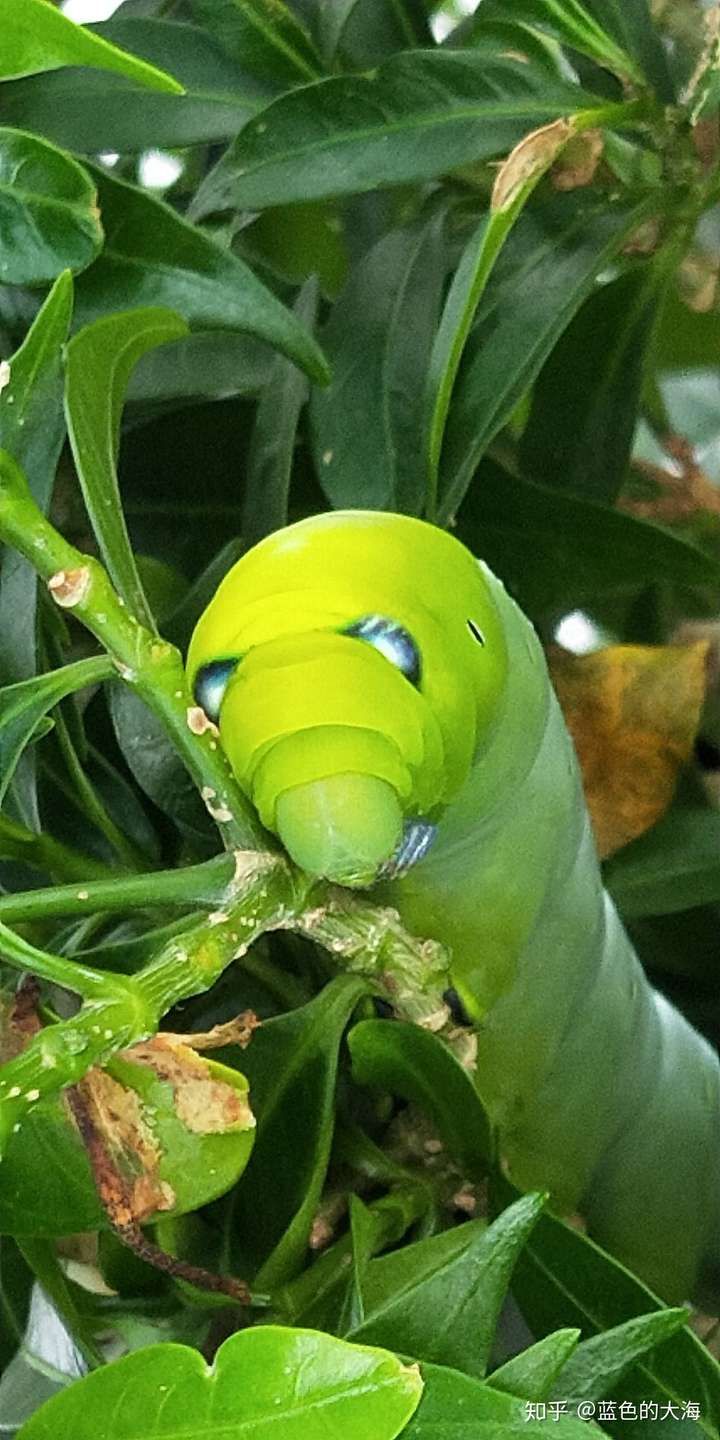 第一次觉得虫子也是可以可爱的.