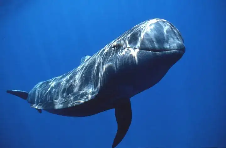 为什么鲸是哺乳动物，鲨鱼是鱼？（做者：暮晖熠熠）（为什么说鲸鱼是哺乳动物而不是鱼）