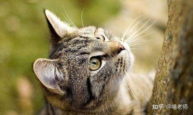 现代的日本猫文化 二 知乎