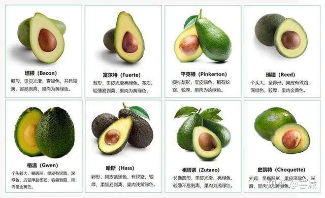 牛油果大全一篇看懂网红水果牛油果