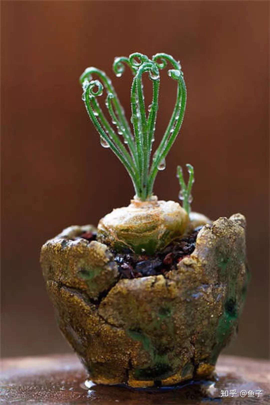 多肉另类推荐 弹簧草的常见种类鉴赏养护 知乎