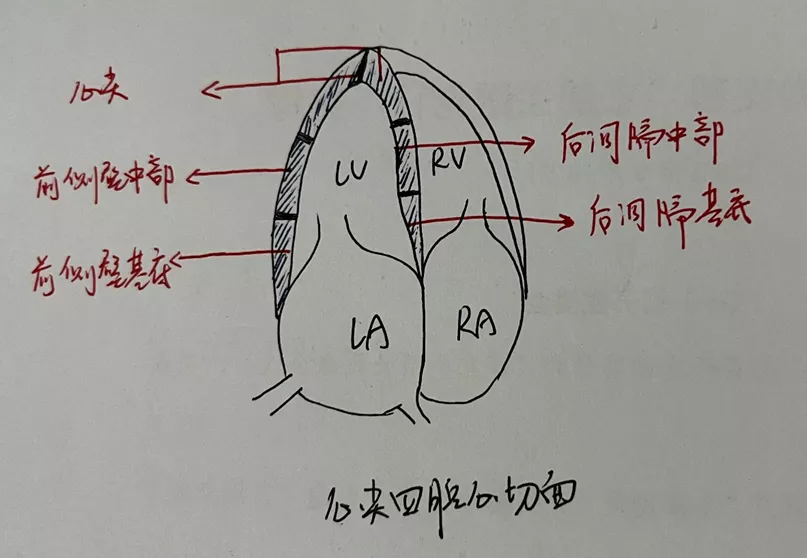 心尖由什么构成 知乎