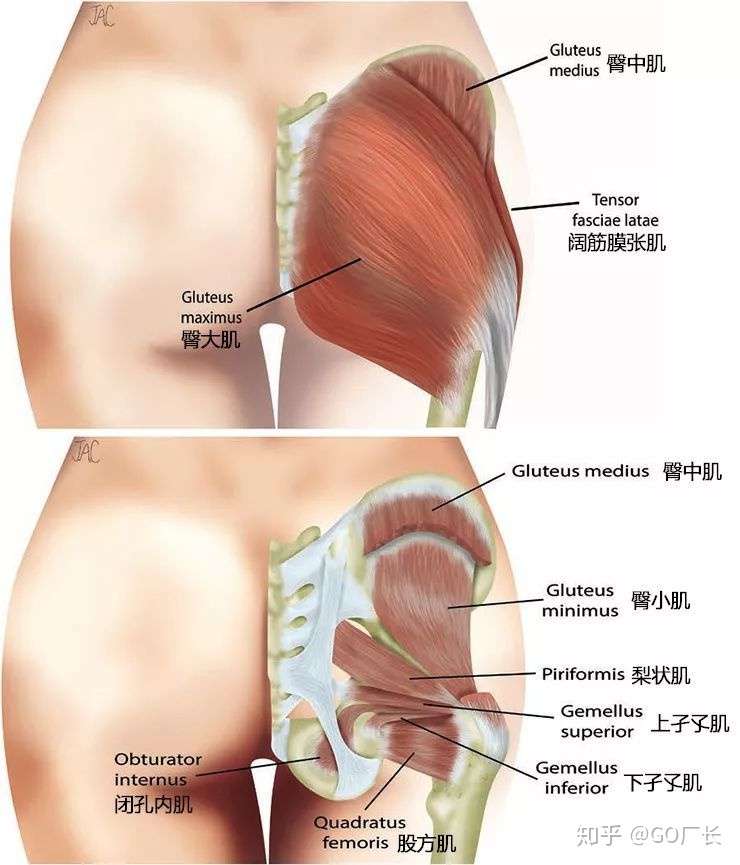 如何在家中训练 二 最强翘臀养成日记 知乎