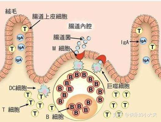 被称为 第二大脑 竟是肠道 肠道4大屏障功能是一切健康的基础 知乎