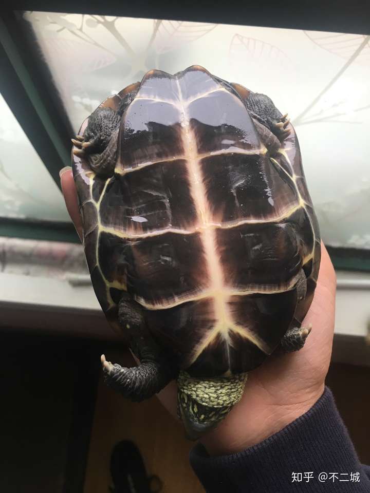 求分辨:这只黄喉龟是公是母?