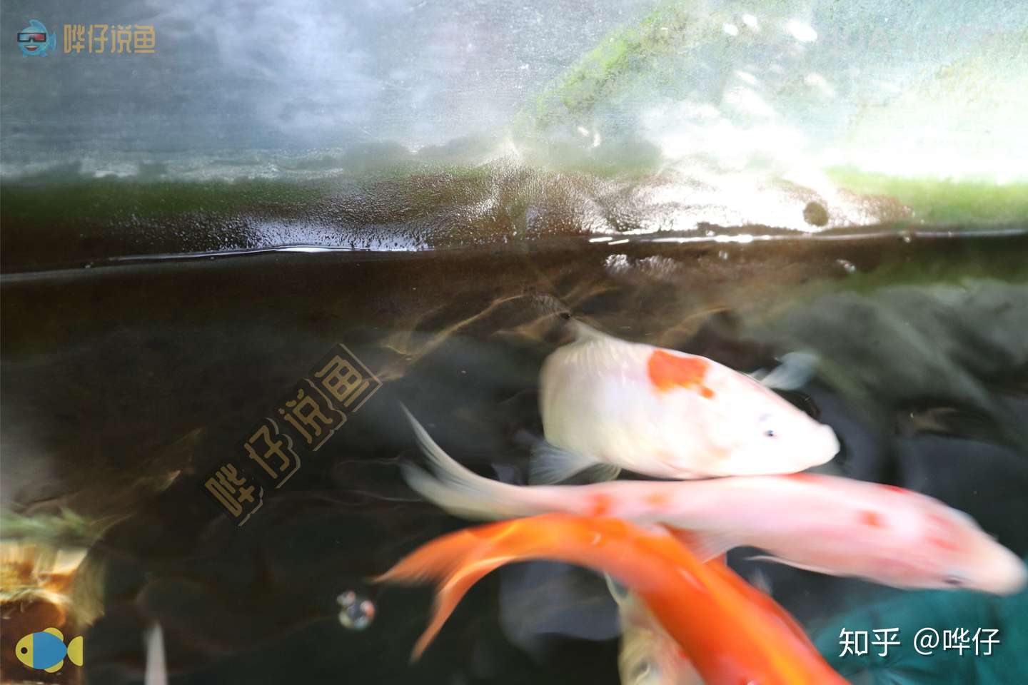 鱼缸里的褐藻会变成青苔 别闹了 观赏鱼玩家们 知乎