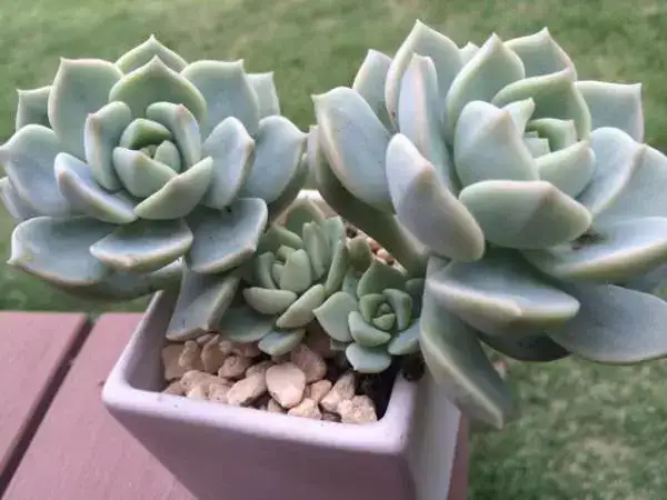 易花得木 多肉盆栽的耐寒力大比拼 知乎