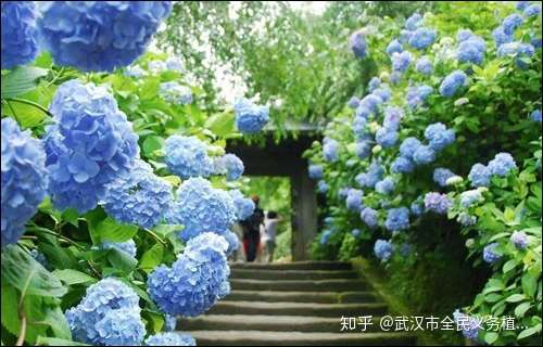 灌篮高手 的故乡藏着一个紫阳梦 知乎