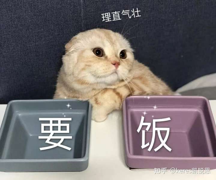 猫对主人真的有感情吗？缩略图