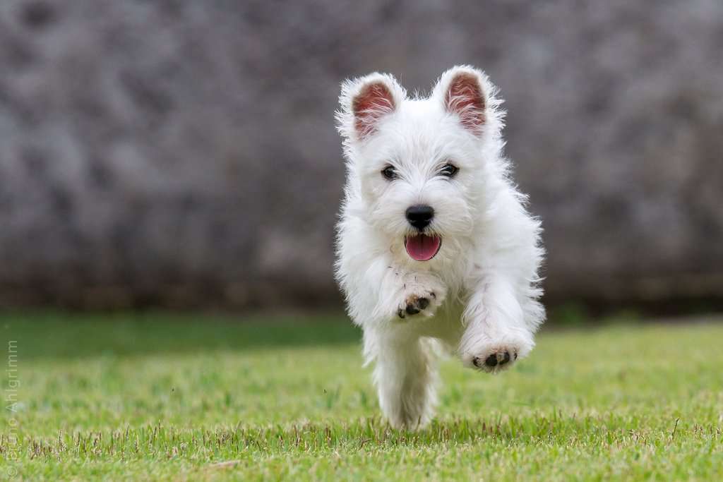 17种最适合家庭的小型犬 知乎