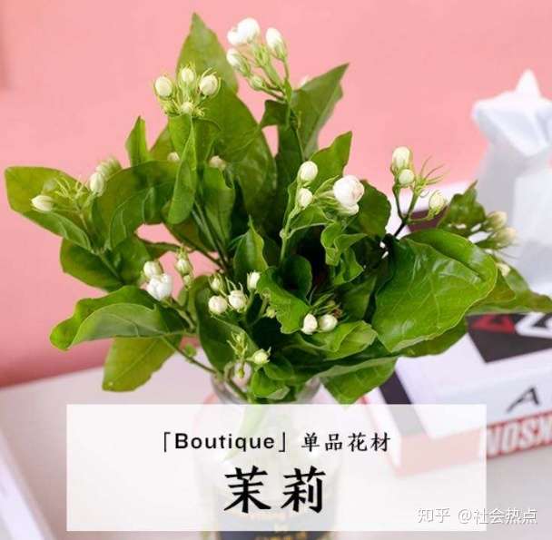花加 茉莉花养护做好这三步 盛夏开出洁白小花 知乎