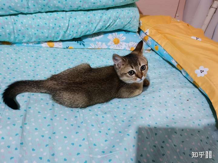 为啥这么黑的金渐层?