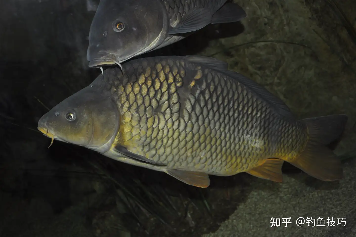 春天钓鲤鱼用什么样的鱼饵？4个字概括春天钓鲤鱼饵的特点- 知乎