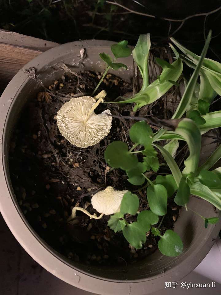 已经找到答案,纯黄白鬼伞.有毒警告! 并且,昨天下午已枯了.