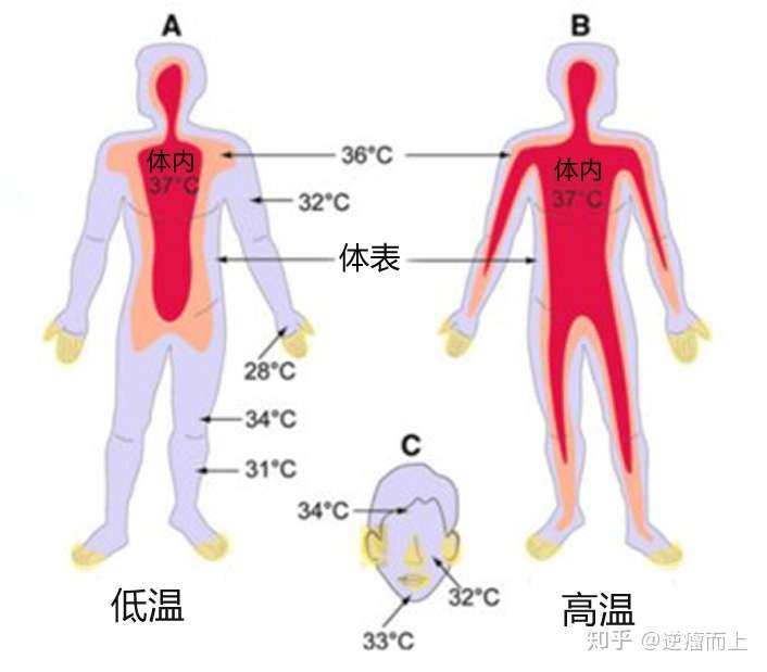 人类体温正在神秘降低 体温低于37 意味着什么 知乎