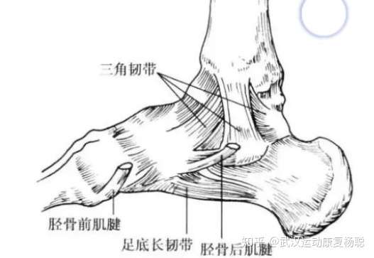 武漢體育學院體育學碩士 1人 贊同了該文章 01 part 腳踝結構 踝關節