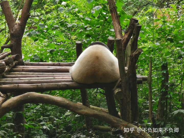 被圆滚滚的团子坐死的吧
