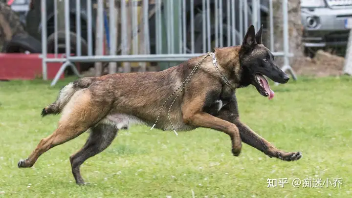 看完那5点，才晓得马犬如斯可怕，难怪少人养（马犬欠好养）